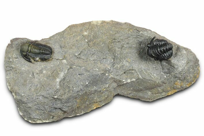 Two Detailed Gerastos Trilobite Fossils - Morocco #376924